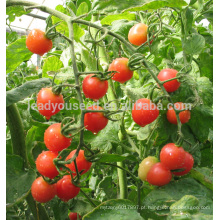 TT01 Laike rodada f1 sementes de tomate cereja híbridas de sementes de hortaliças